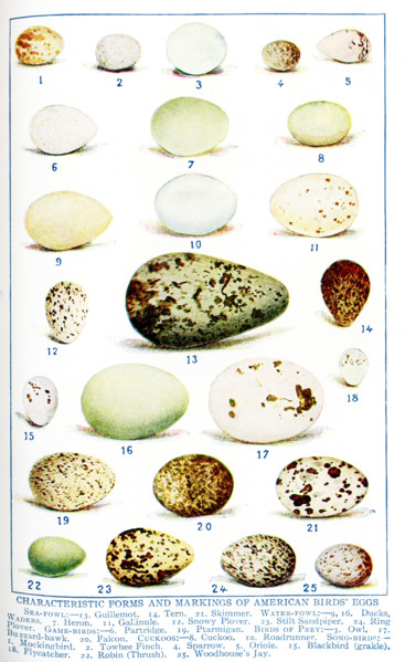 This 1917 illustration shows the Characteristic Forms and Markings of American Birds' Eggs. They