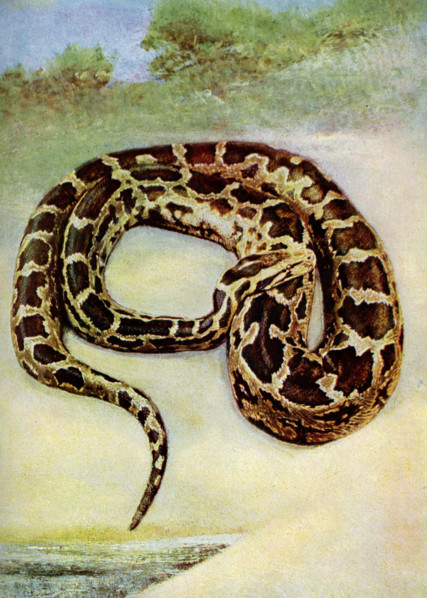 West African Python This splendid snake is said to grow to lengths of over 20 feet although such