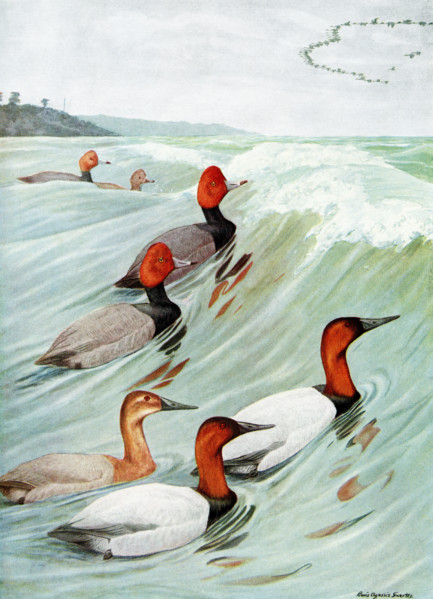 This 1917 illustration shows the following by Louis Agassiz Fuertes: TOP and MIDDLE: Redhead Marila