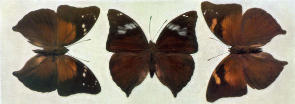 Specimens of Butterflies