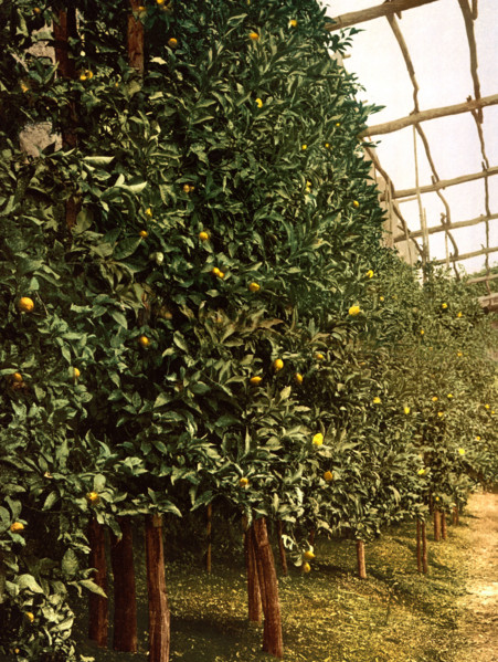 A Lemon Tree