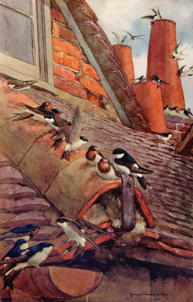 Swallows and Martins