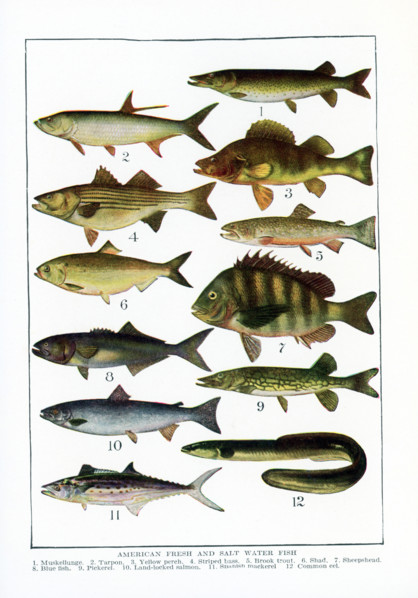 American Fresh and Salt Water Fish. 1. Muskellunge, 2. Tarpon, 3. Yellow perch, 4. Striped bass, 5.
