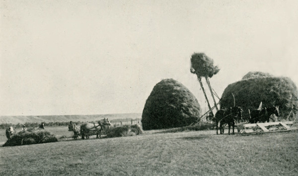 This photo dates to the early 1920s. Its caption reads: Stacking Hay by Modern Methods. A scene on