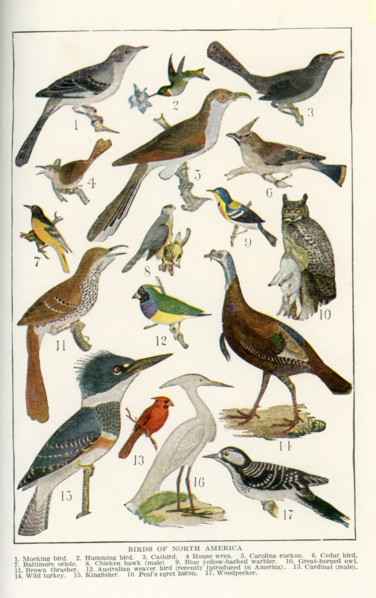 The birds shown here in the early 1920s illustration are all birds of North America. They are, from