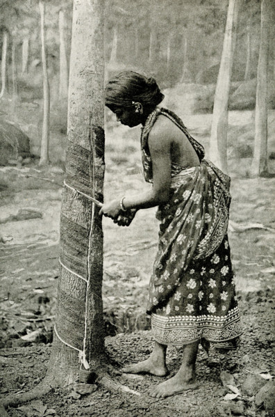 The caption for this 1912 image reads: Drawing milk from a tree to make rubber. Here we see a