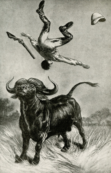The caption for this 1912 illustration reads:  Terrible meeting with a buffalo. The South African