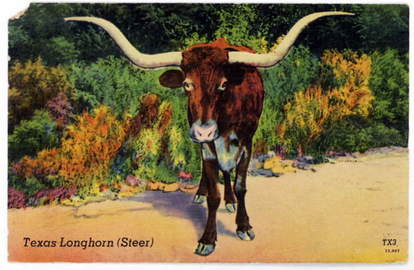This 1930s postcard shows a Texas Longhorn, a steer. This breed is especially known for its horns,
