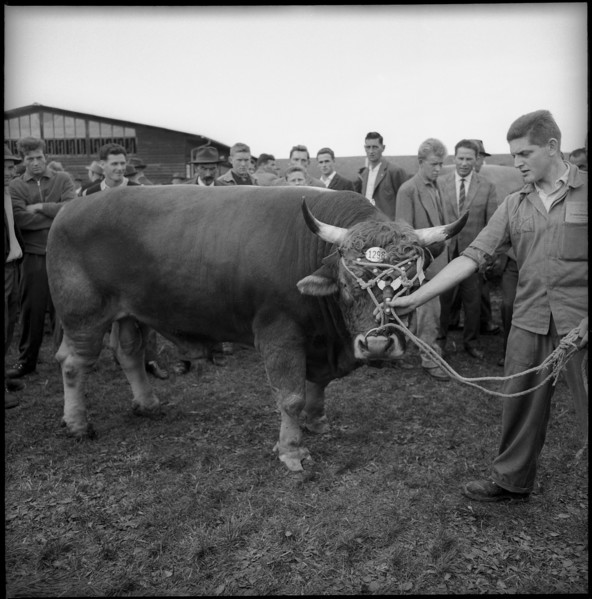 Optimist, the bull of the year, breeding bull market Zug 1962.