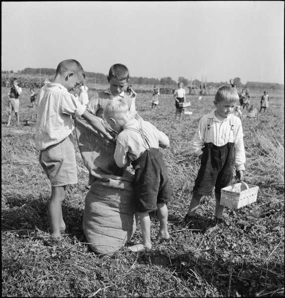 Schoolchildren gleaning; gleanings; 1941.
