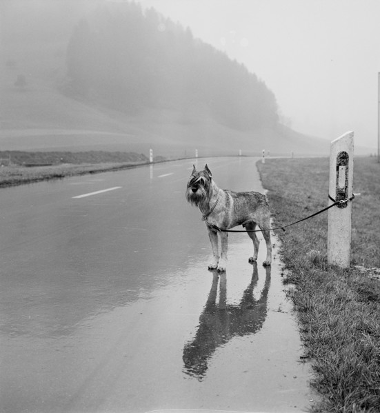 Dog tethered to side of the road 1969.