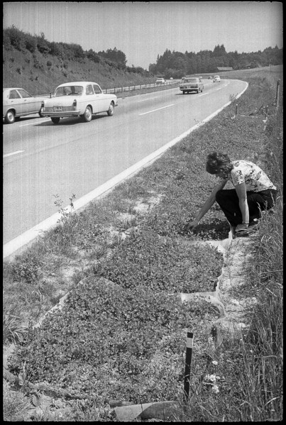 Test gardening along the motorway, 1972.
