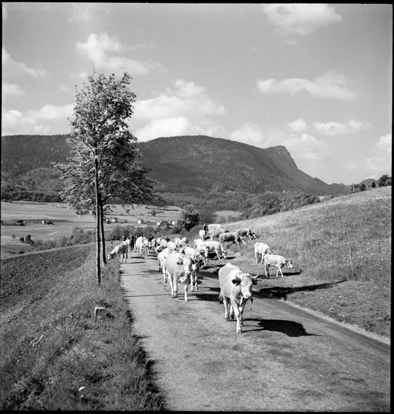 Cattle are driven to France, Vallorbe 1952.