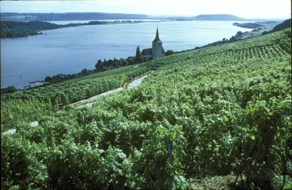Vineyard near Ligerz 1983.