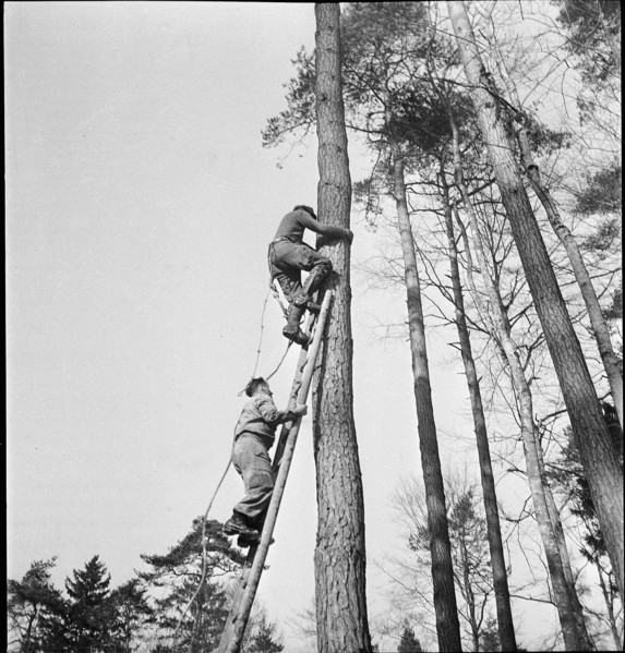 Land reclamation, extend area of cultivable land; clearing; 1942.