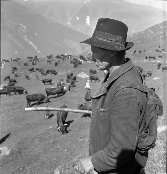 Leading the cattle to the Alpine pastures in the Valais, 1942.