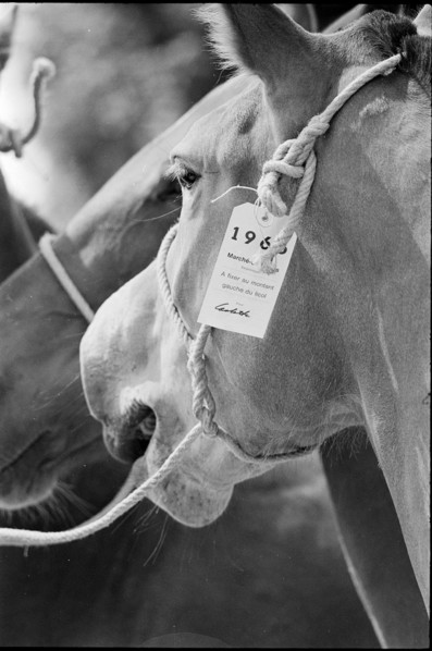 63th Marche-Concours Saignelegier, horse's head 1966.