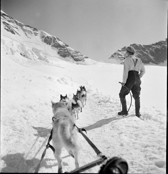 Jungfraujoch 1942: man with sledge dogs.