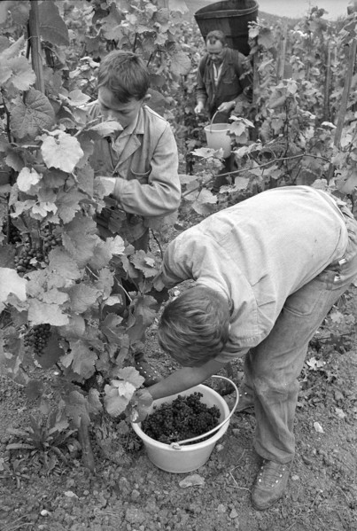 Vintage in Hallau, 1967.
