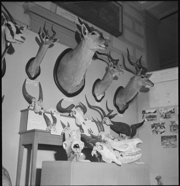 Hunting Trophies, 1953.