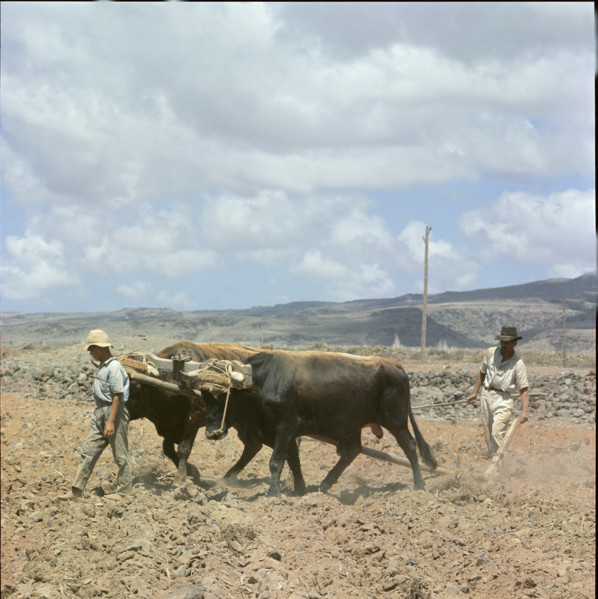 Farmer ploughing with oxen, Tenerife 1970.