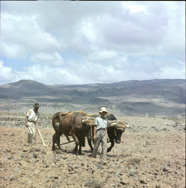 Farmer ploughing with oxen, Tenerife 1970.