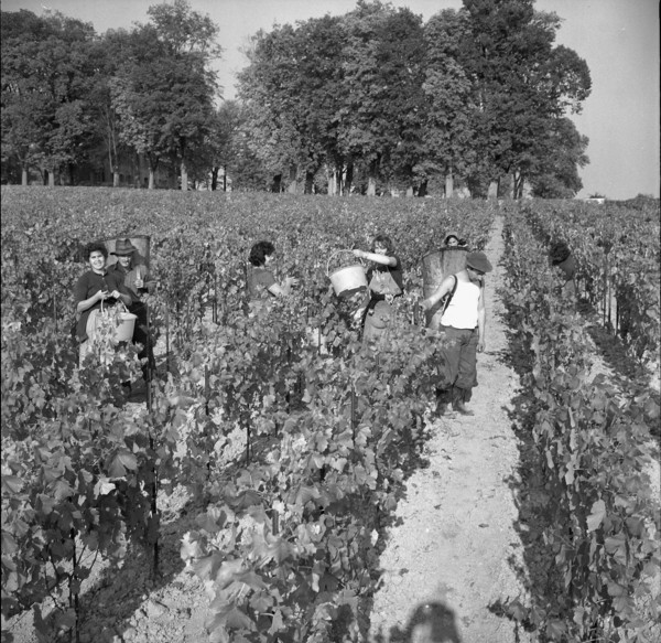 Winegrowers at grape gathering near Lake Geneva, 1962.