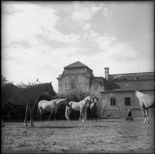 Count Radslav Kinsky with his stud in front of his castle in Bohemia 1956.