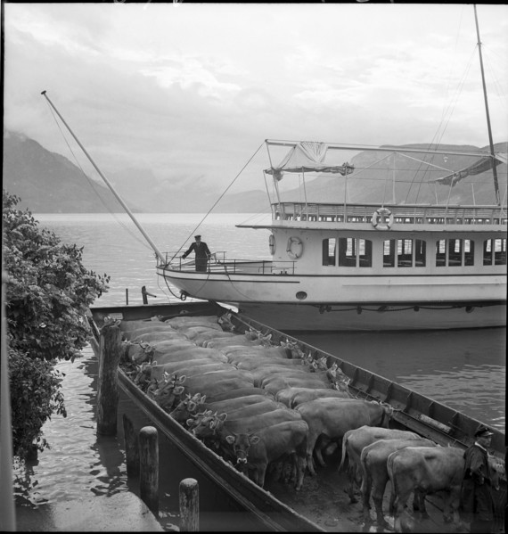 Cattle transport on the Lake Lucerne, 1941.