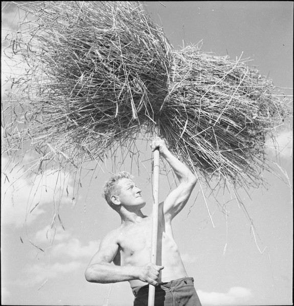 WW 2: grain crop, harvest, Rhine Valley 1941
