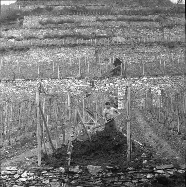 Aerial cableway in a vineyard near Saint-Léonard, 1961