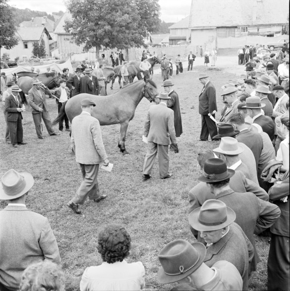 55th Marché-Concours Saignelégier, presentation, 1958