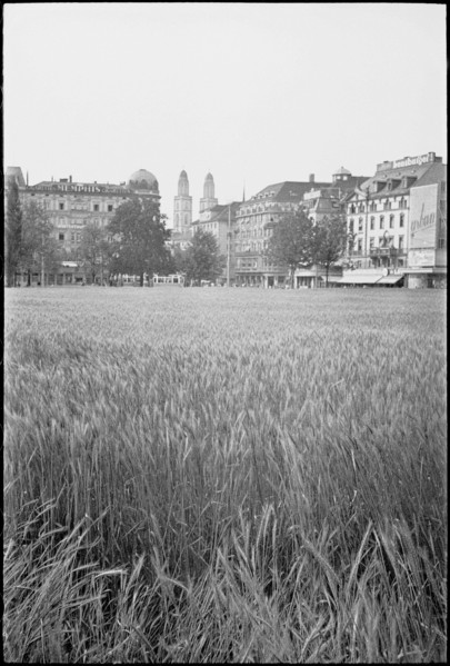 Cornfield, growing of cereals in the city; 1941