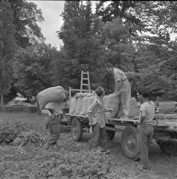 Men harvesting potatoes, 1958