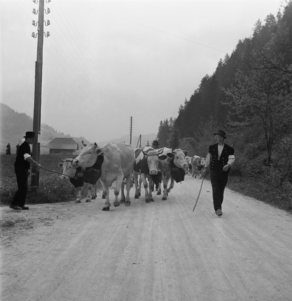 Driving the cattle to the summer alps, 1940