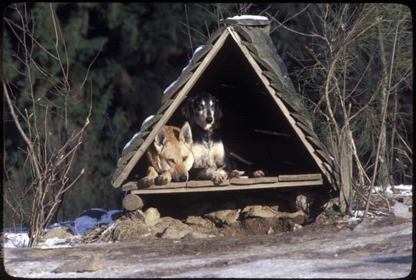 Dogs in a Shelter 1984
