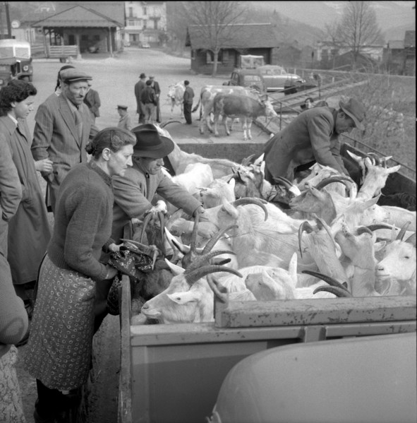 Goats infected by the Malta fever in the Ferret valley, 1958