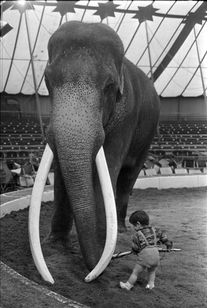 Circus Knees; Child with elephant 1963