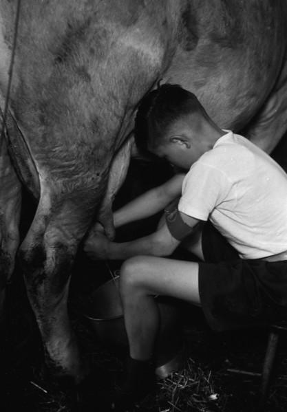 WW2: farming camp; boy milking a cow, 1941