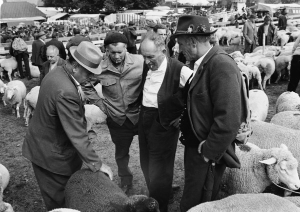 Separation of the sheep in autumn in Riffenmatt, 1970