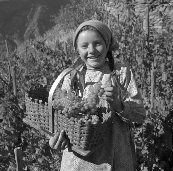 Heidenwein: young winegrower at vintage, 1956