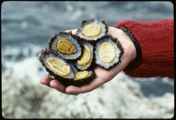 Mussels from the Atlantic, Azores 1984