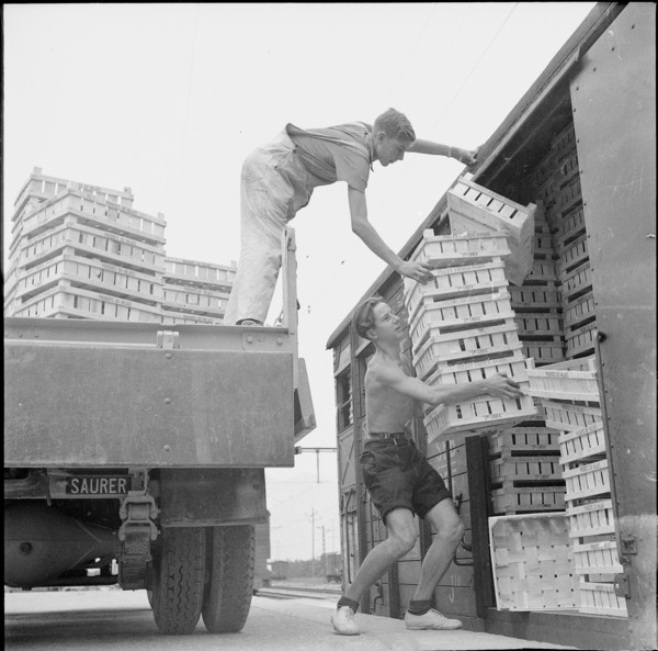 WW2: farming camp; unloading empty crates, 1943.