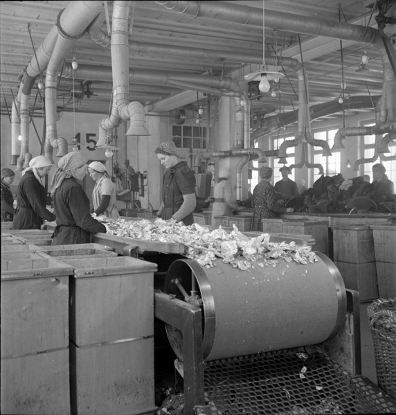 WW2: War economy; processing of tin foil