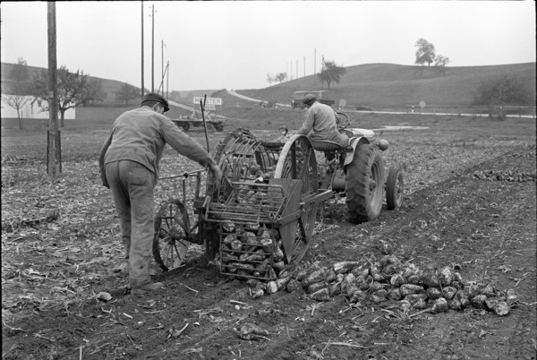 Farmers harvesting sugar beets in 1963