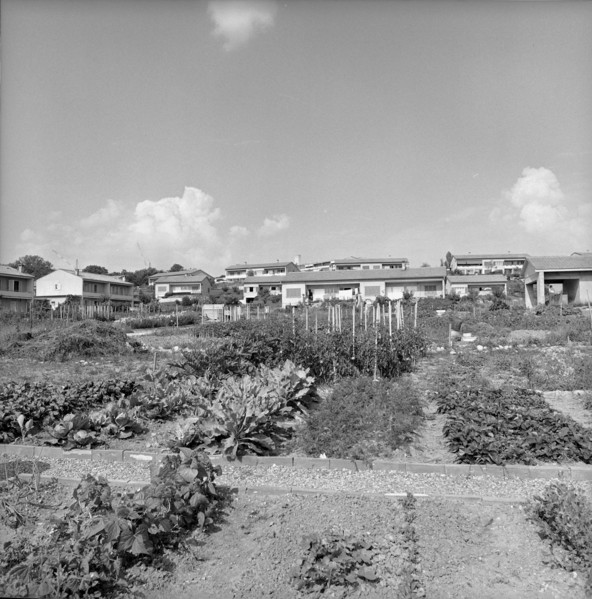 Geneva: Vegetable gardens in front of terraced houses in AirelaVille; 1965