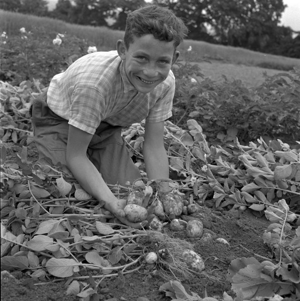 Boy harvesting potatoes, 1958