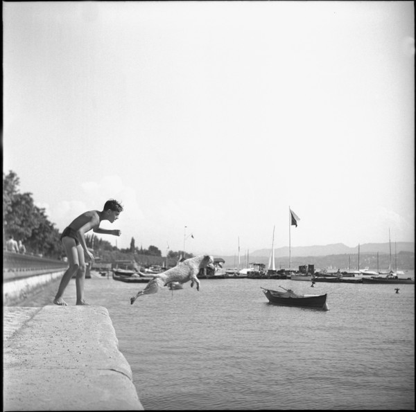 Dog jumps into Lake Zurich, 1947