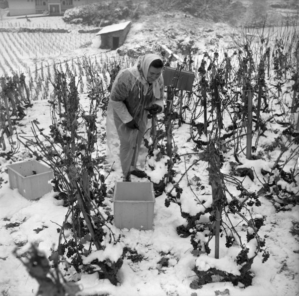 Early onset of winter in the vineyards near Sion, 1965