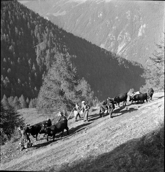 Alpine ascent in Valais, 1942